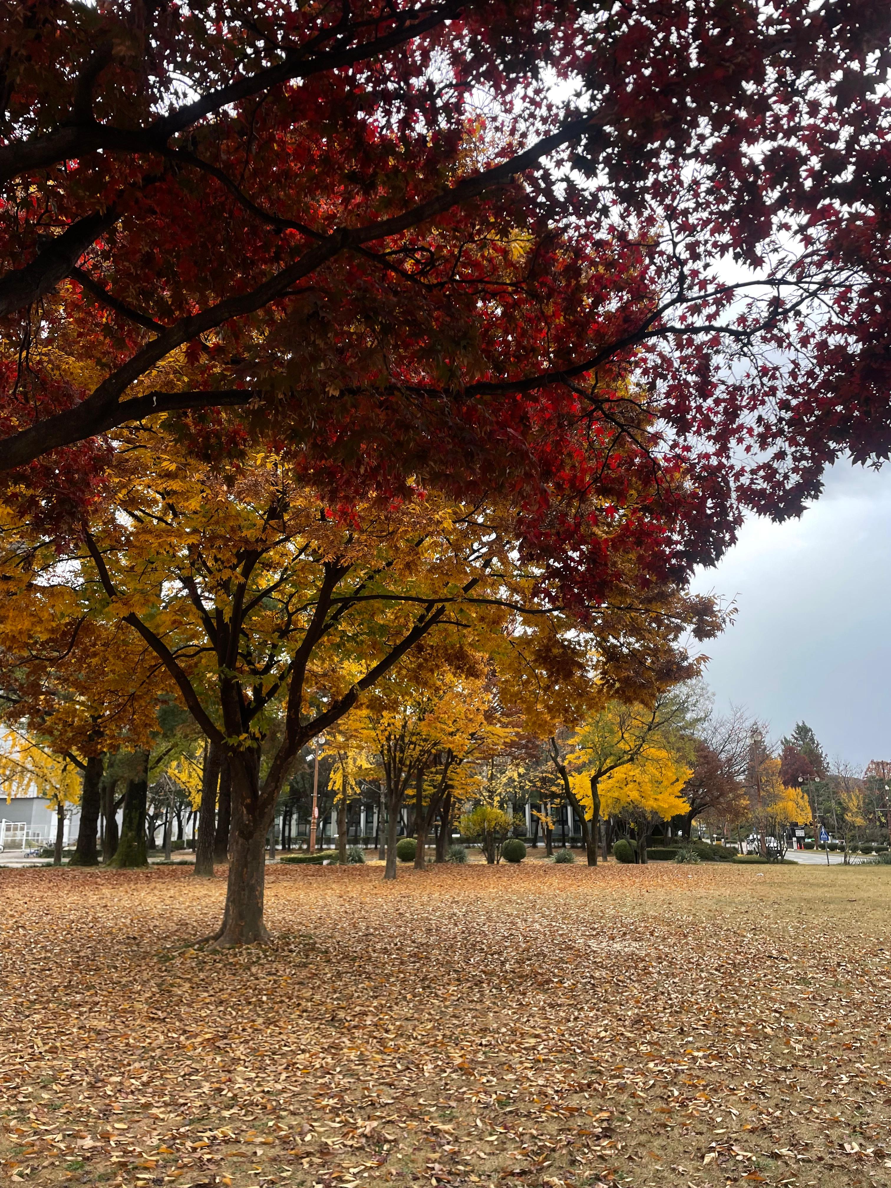 Fall in skku